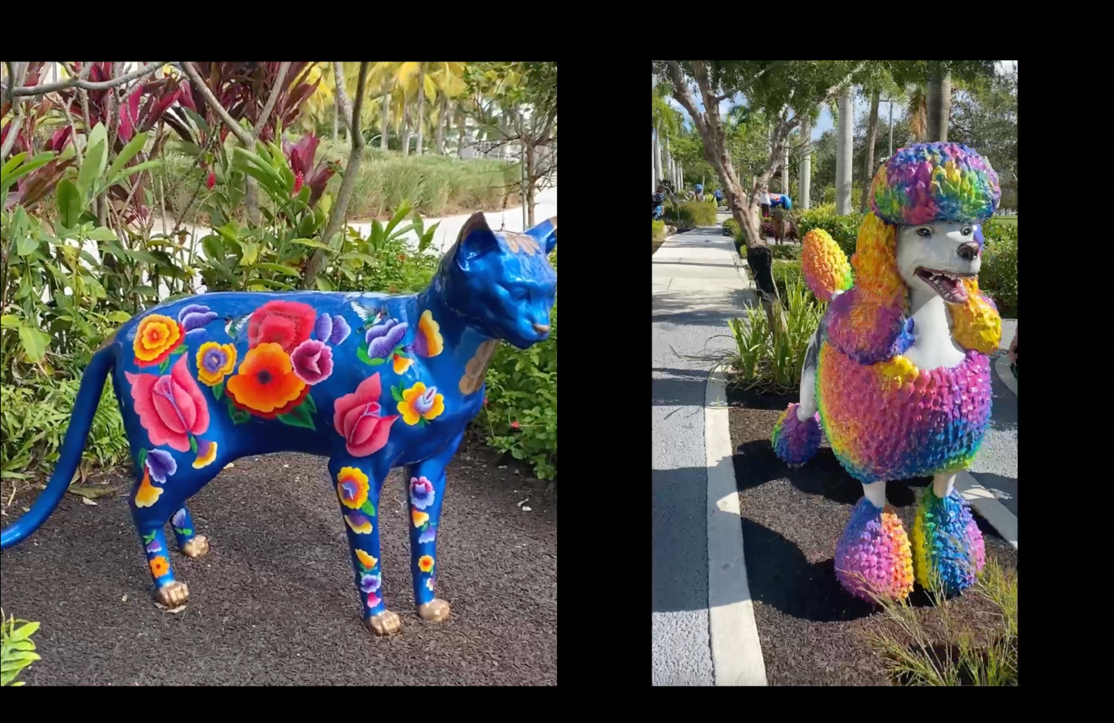 Miami: Of Cats and Dogs